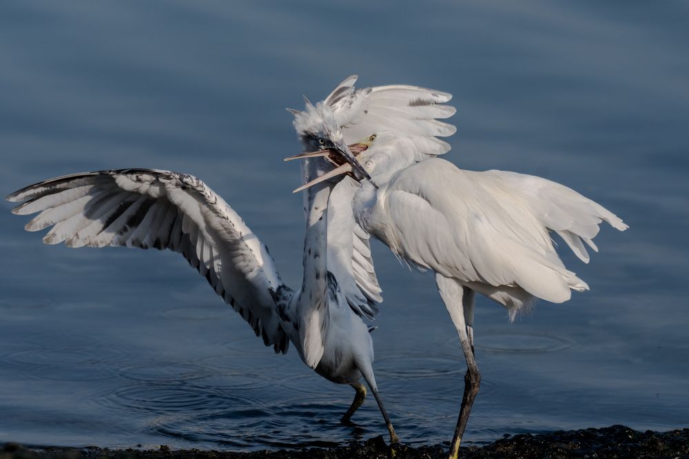 Photograph by Sunil Dhar