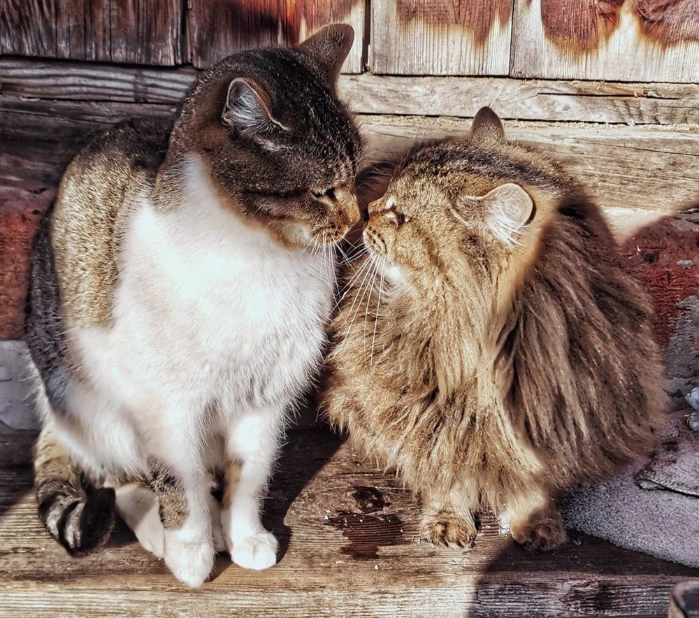 Photograph by Наталья Сафронова