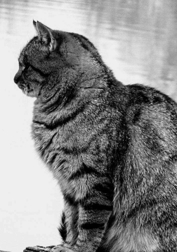 Photograph by Helen Seleznova