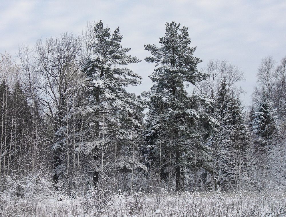 Photograph by Игорь Меньшенин