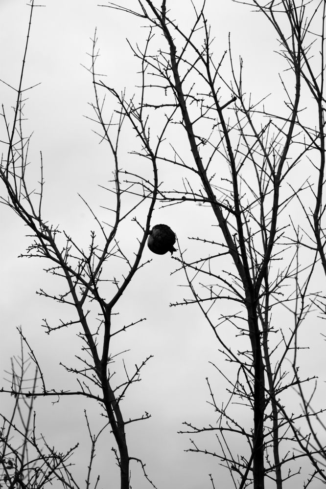 Photograph by Елена Брынько