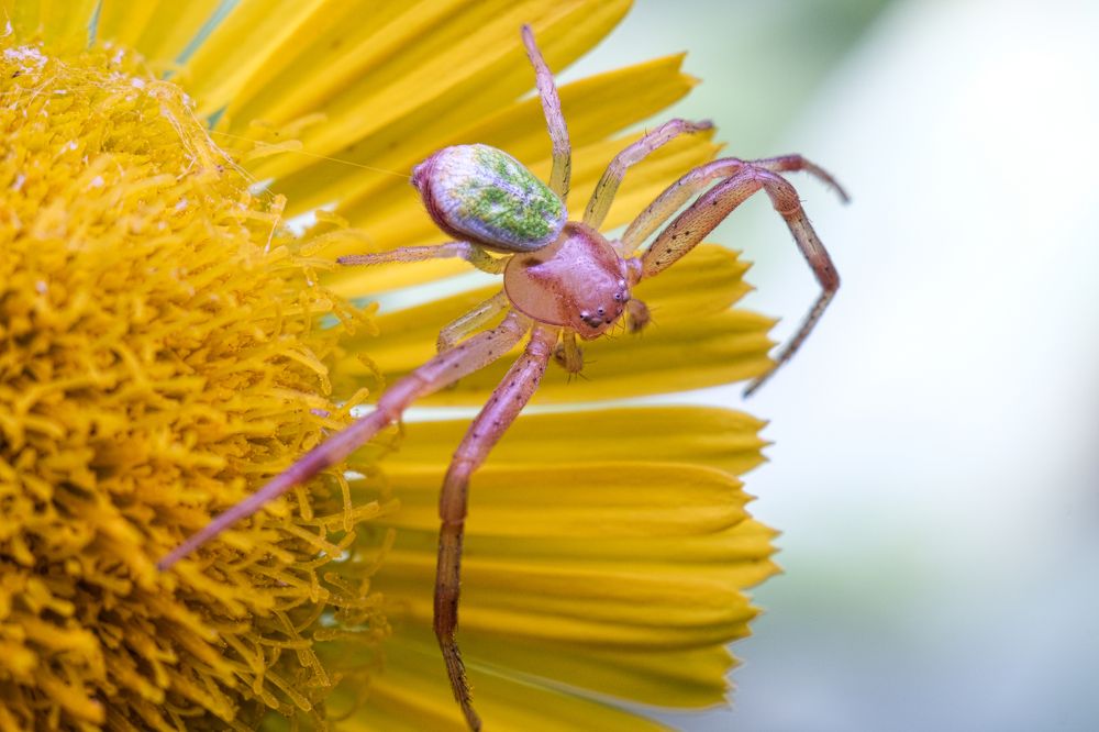 Photograph by Сергей Алтуфьев