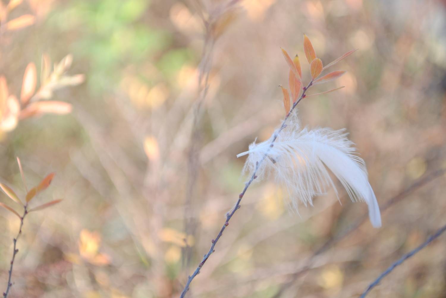 Photo #7114706