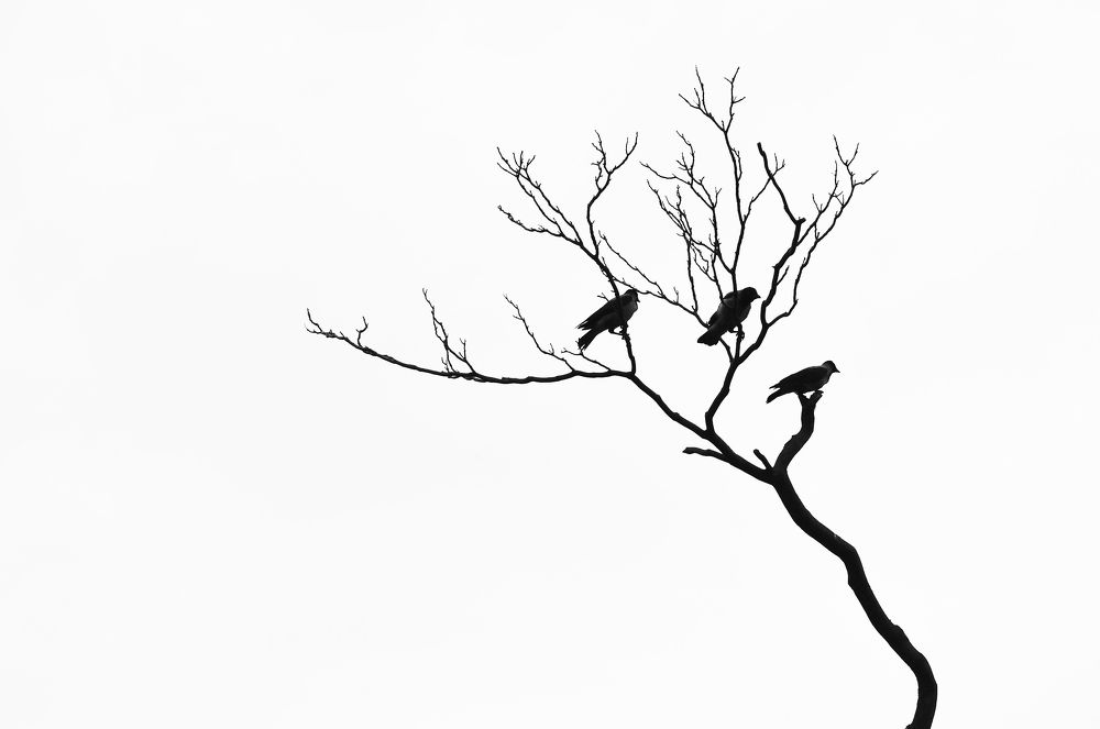 Фотография автора Михаил Пшеннов