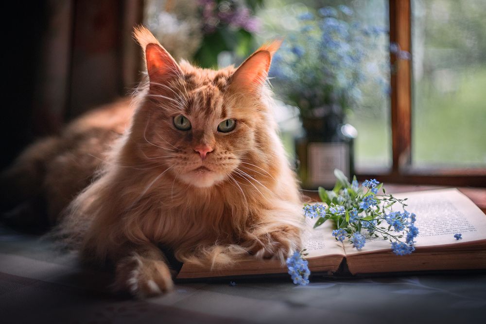 Дачный натюрморт