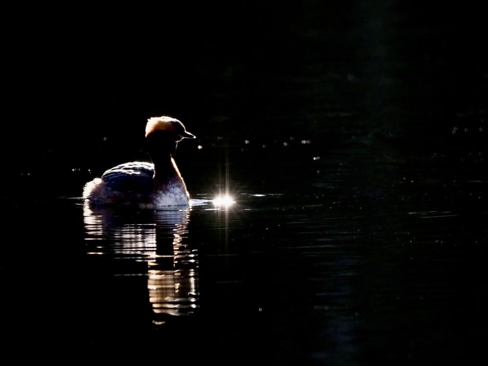 Black Necked Grebes