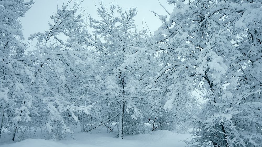 Photograph by Константин Тимонин