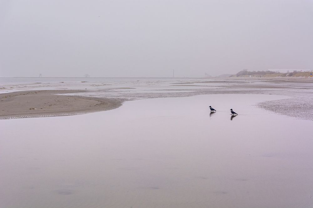 Вороны в тумане