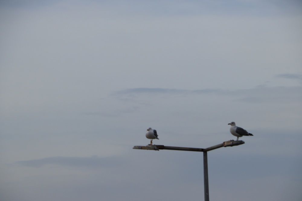 Seagulls