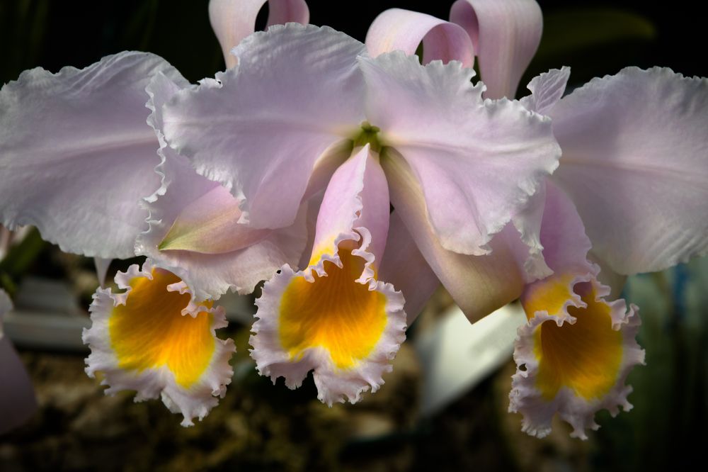 Cattleya schroederae