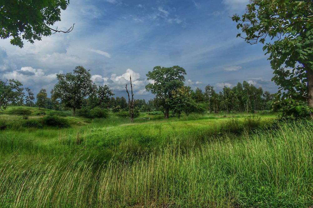 Ratanmahal Forest -Landscape