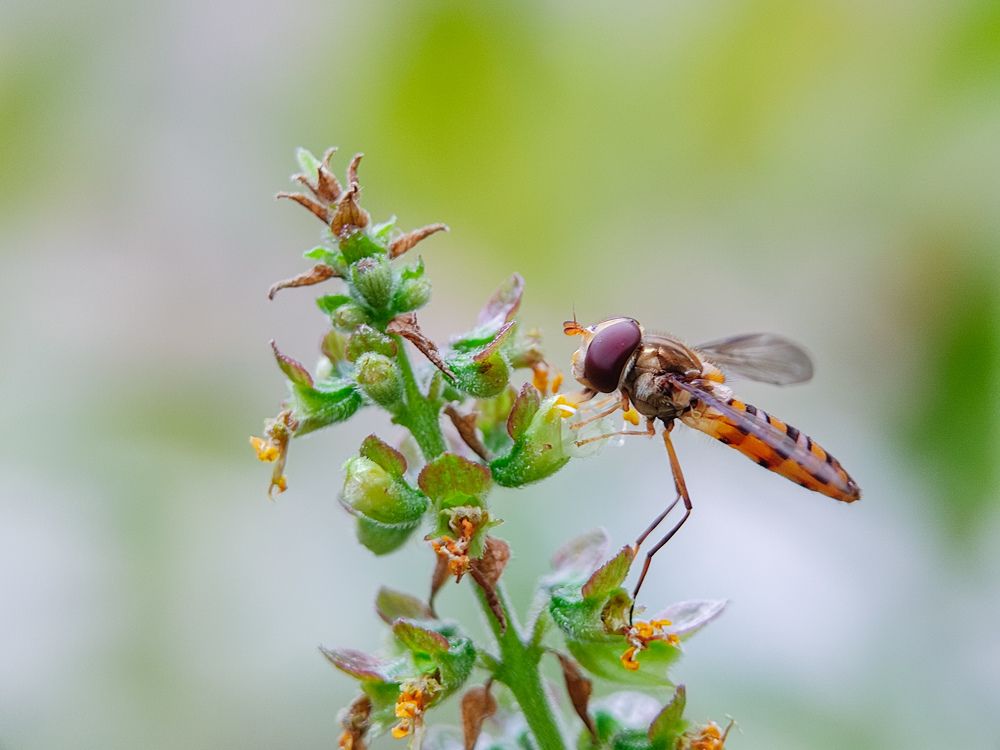 Photograph by Pramit Das