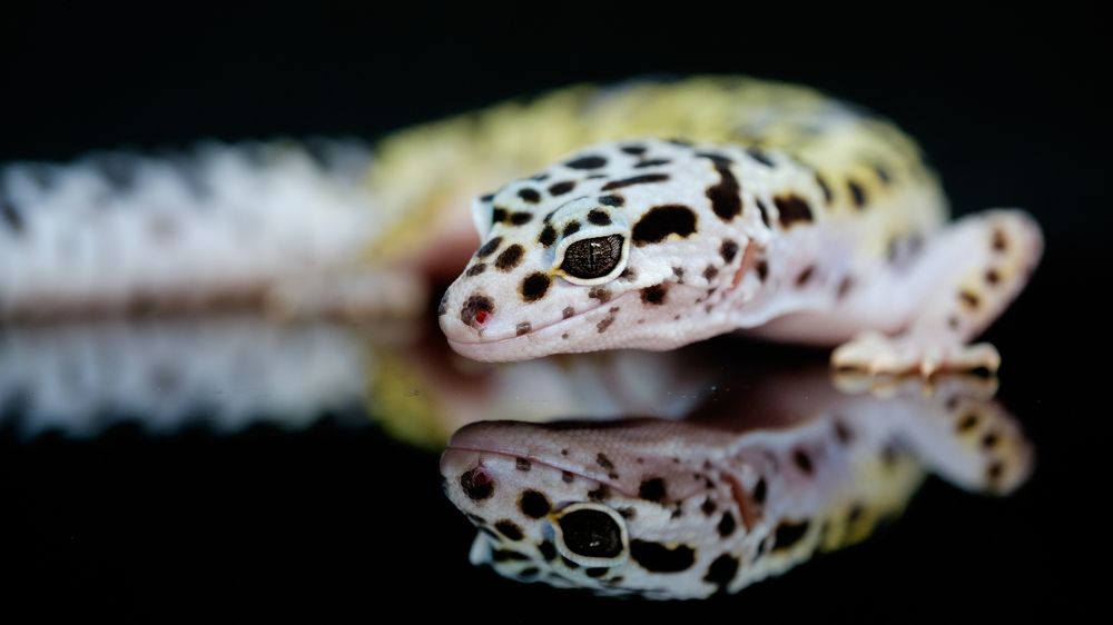 Photograph by Yulianto Pongge