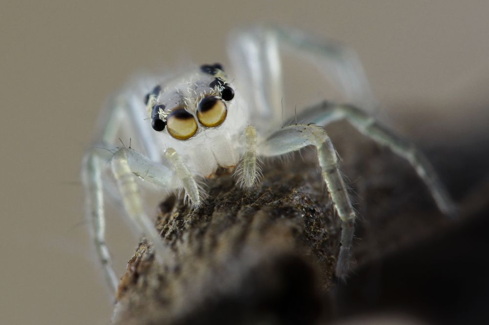 Photograph by Yulianto Pongge