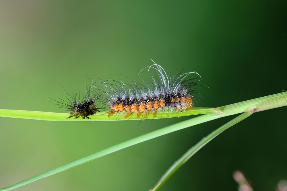 Photograph by Yulianto Pongge
