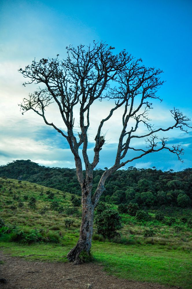 The Sky and Tree