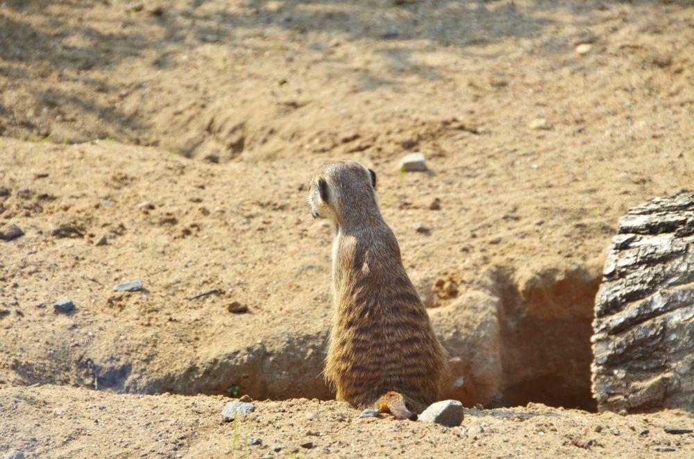 Семейство сурикатов