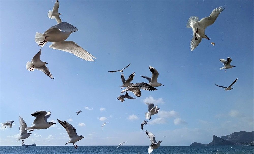 переполох чаек на Черном море