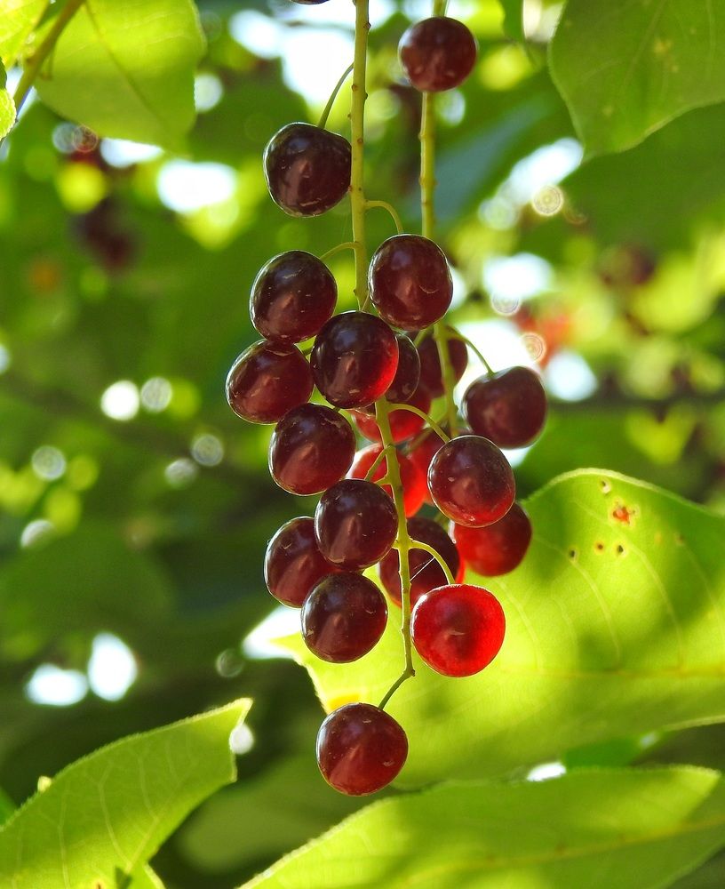 Photograph by Римма Большакова