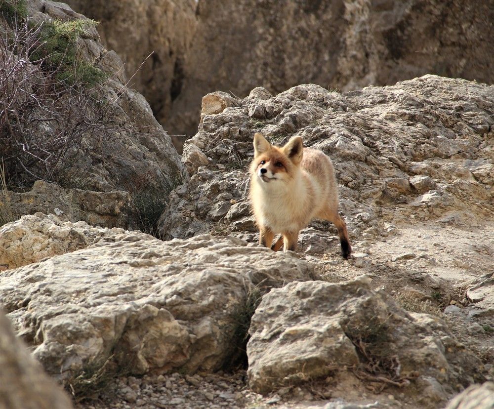 Что принесли?