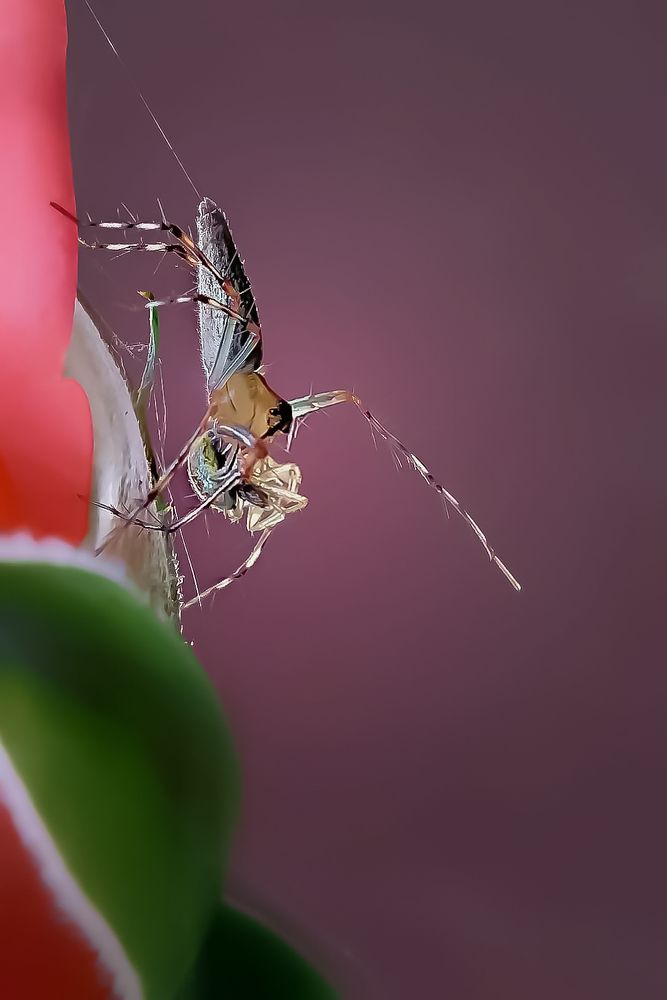 Photograph by Tirtho Roy