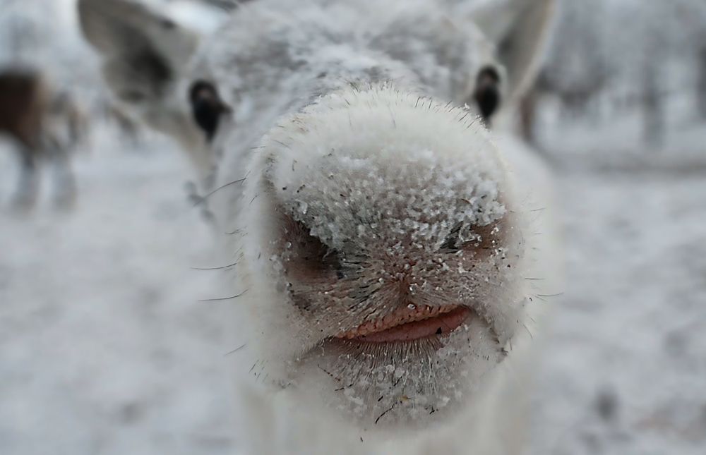 Фотография автора Дмитрий Ляшеев