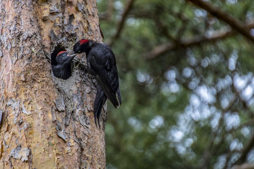 Кормление птенца.