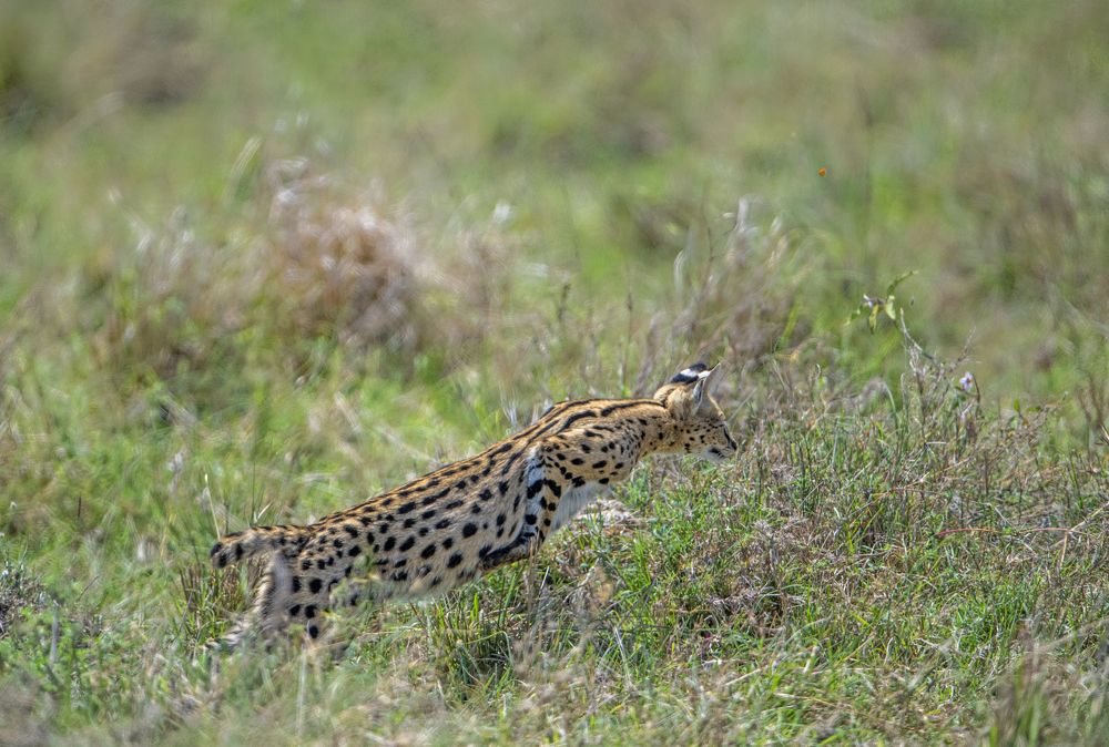 "Serval cat hunting style"