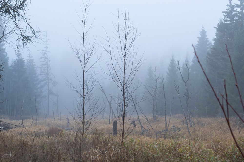 Photograph by Роман Борисов