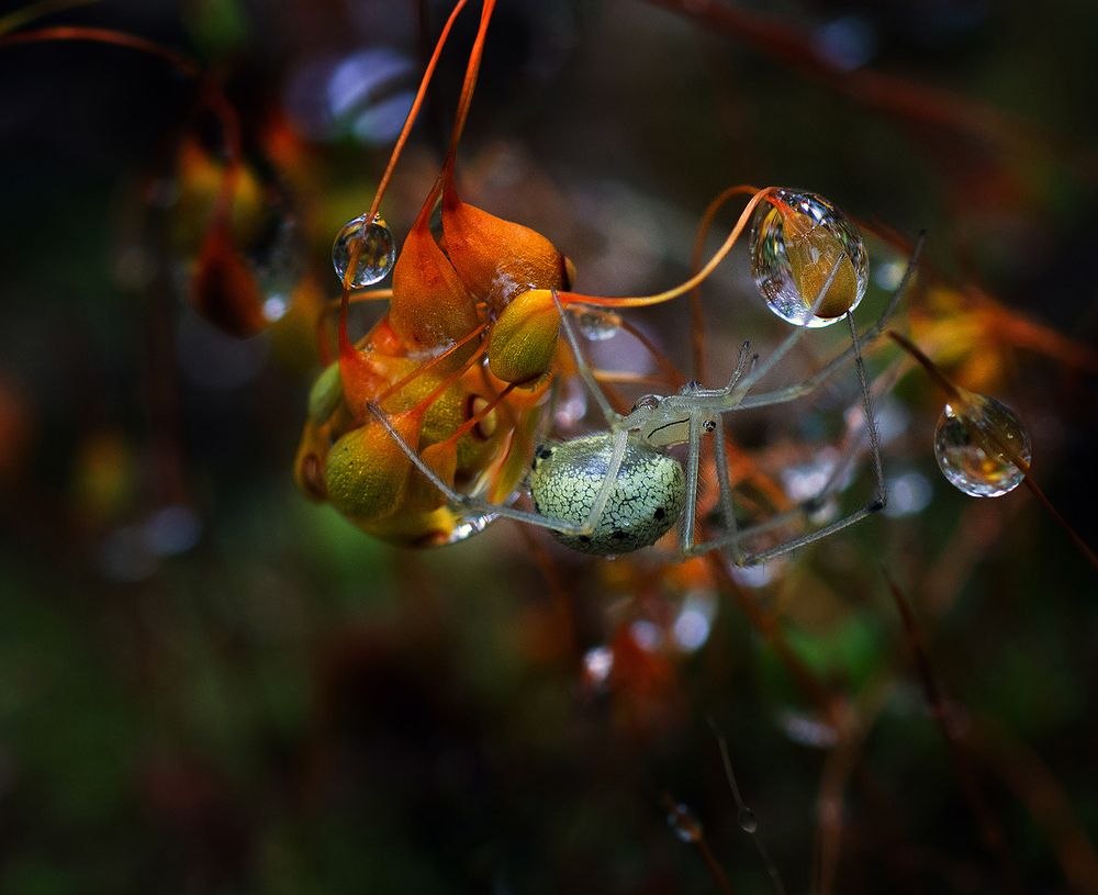 Photograph by Анатолий Плечистый