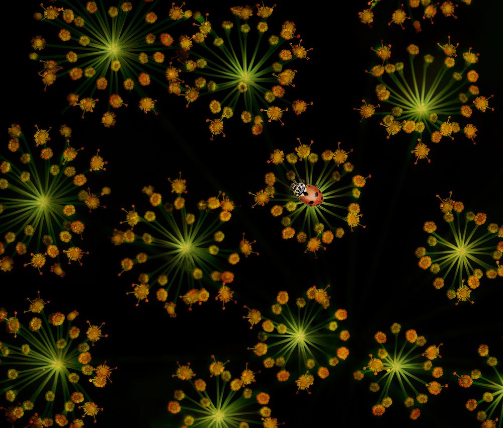 Photograph by Анатолий Плечистый