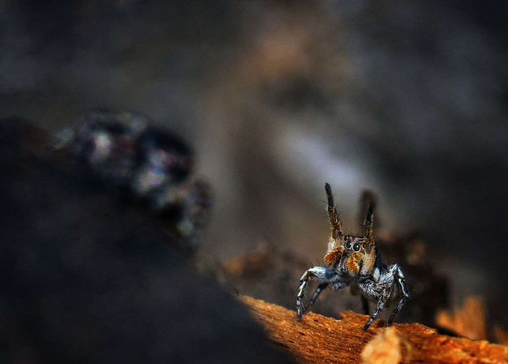 Photograph by Анатолий Плечистый