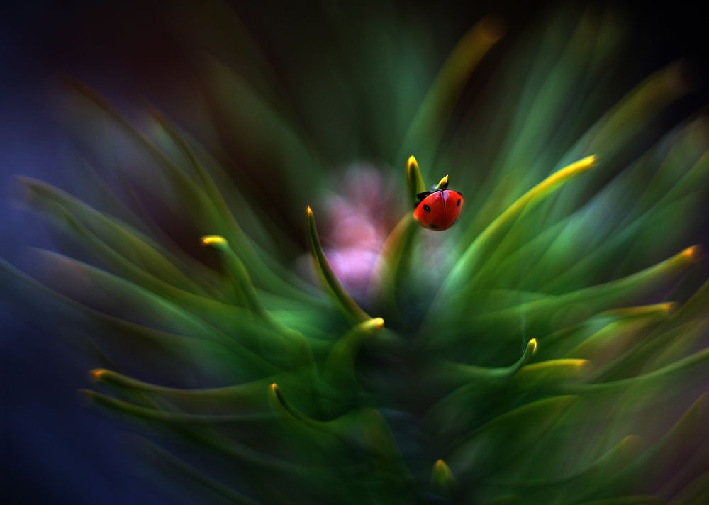 Photograph by Анатолий Плечистый