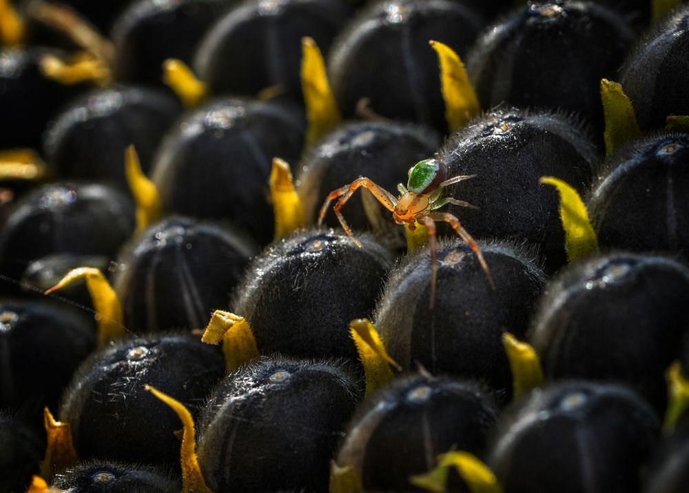 Photograph by Анатолий Плечистый