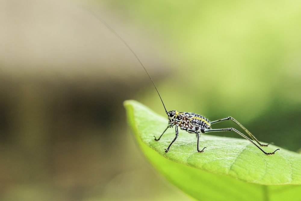 Photograph by Soumen Ghosh