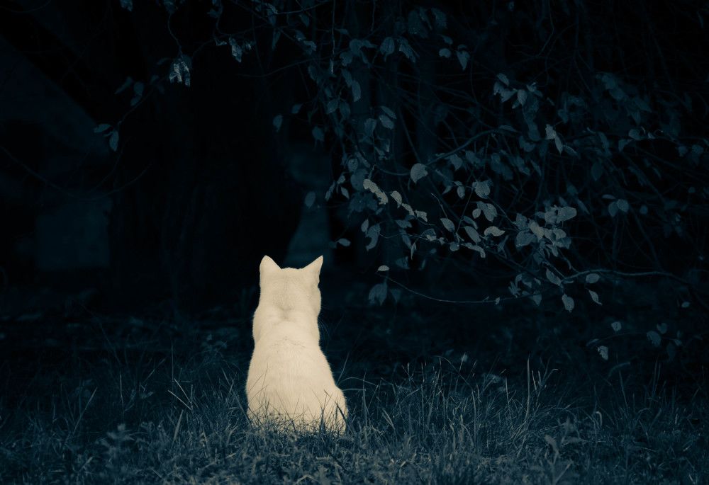 Photograph by Анастасия Кашенко