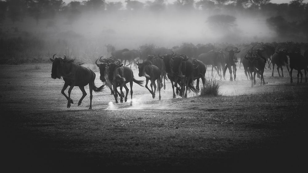 Photograph by Soumen Ghosh