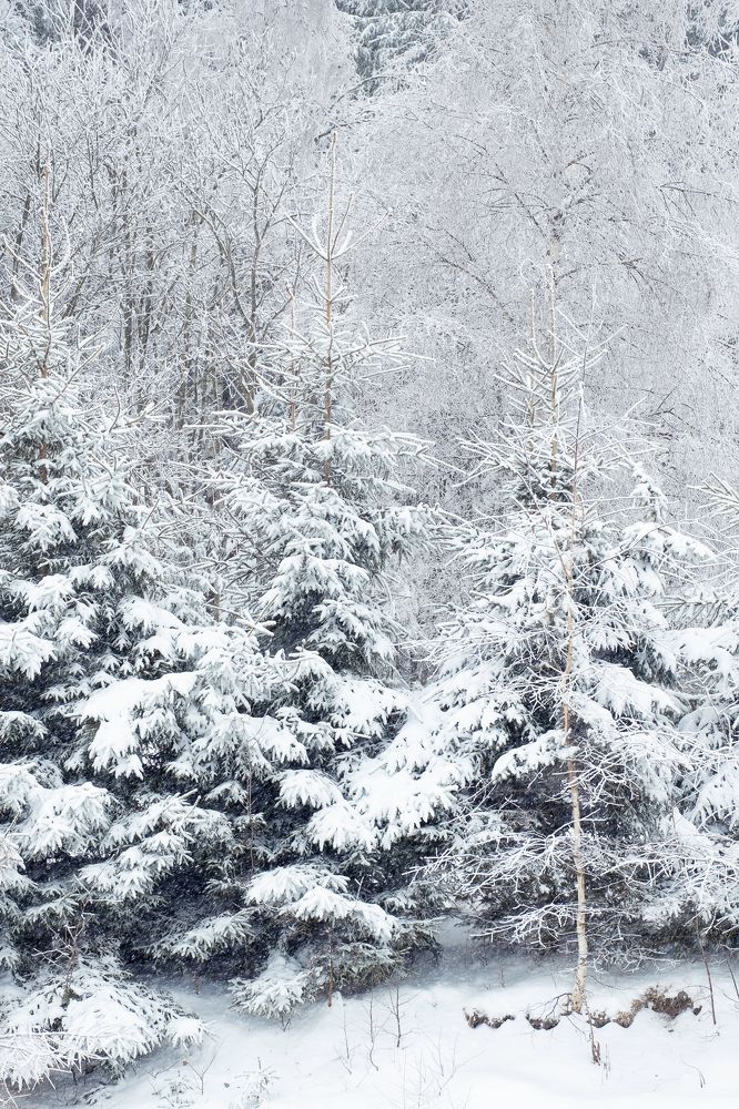 Photograph by Майя Коваль