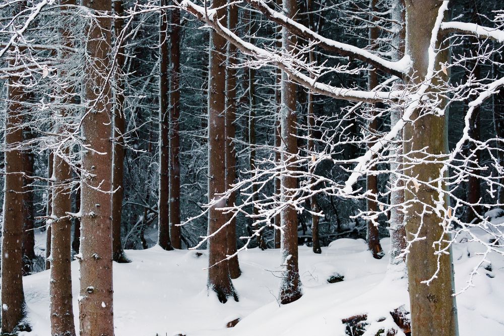 Photograph by Майя Коваль