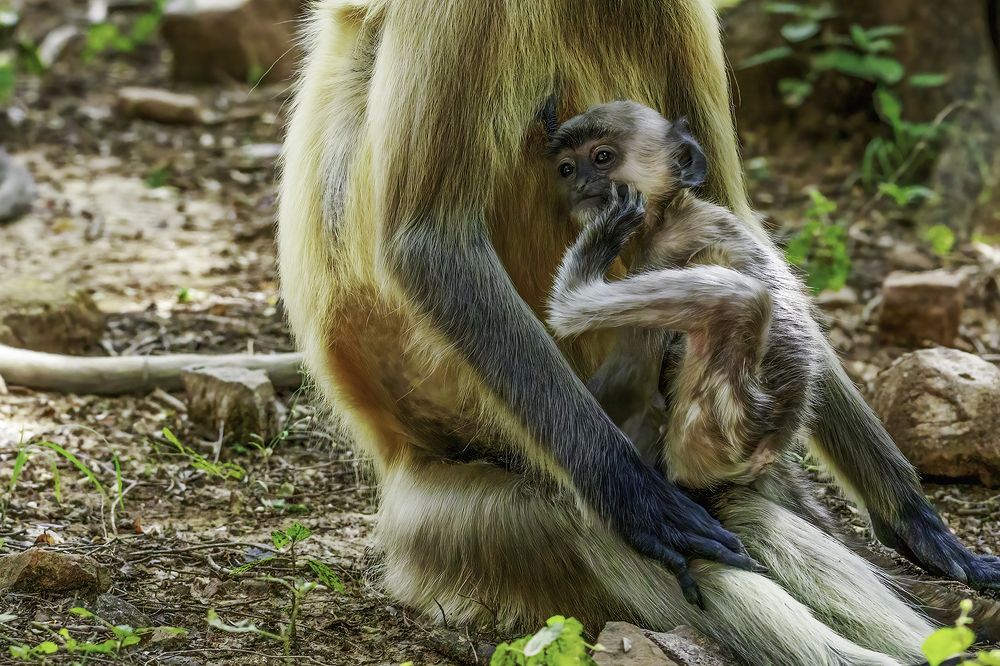 Photograph by Soumen Ghosh