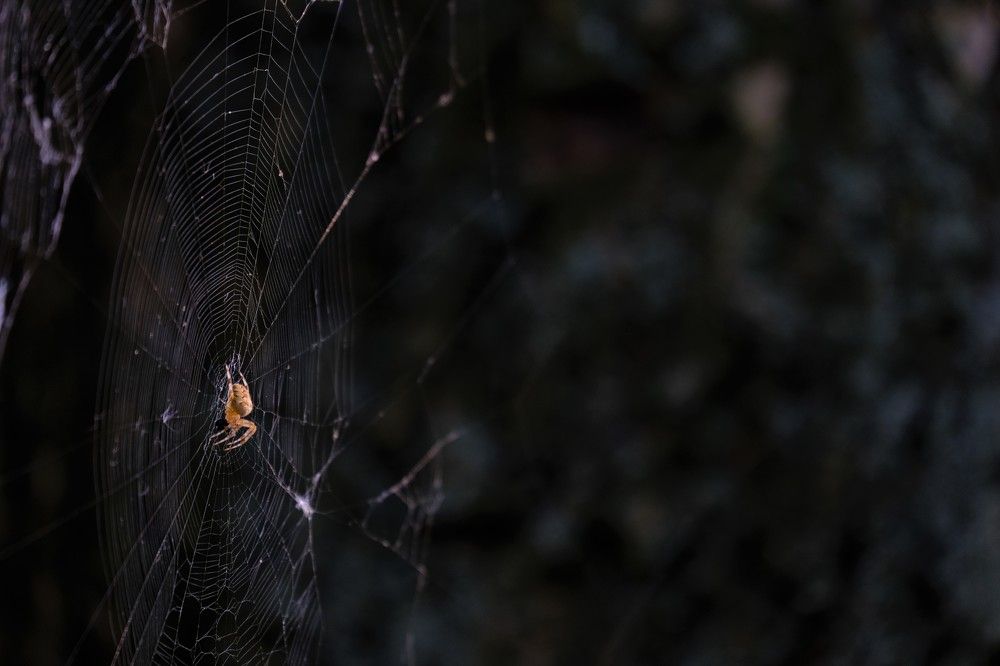 Photograph by Oleksandr Kovalevsky