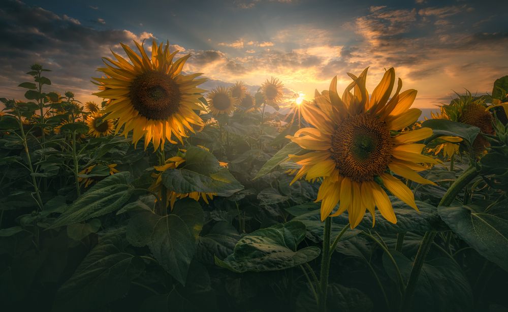 Photograph by Adam Nedojedlý