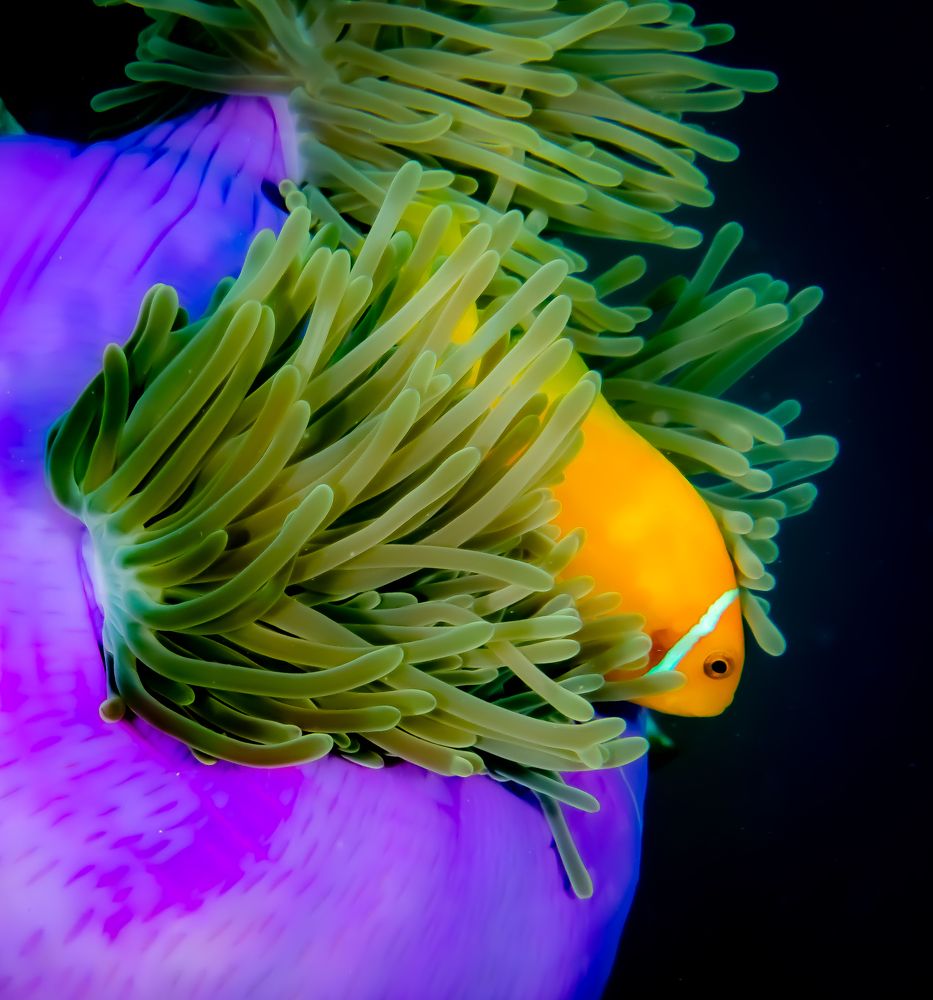 Photograph by Alexander Plakida