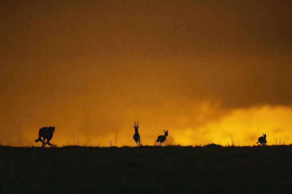 Photograph by Dilip Shah