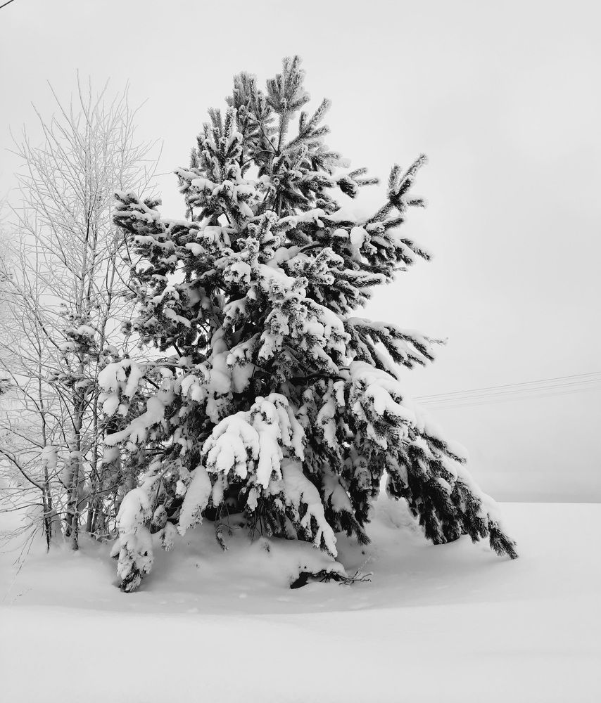 Photograph by Людмила Ермолаева