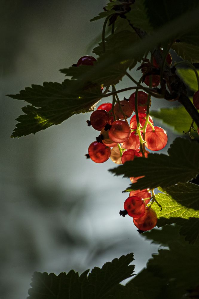 Прозрачное утро...