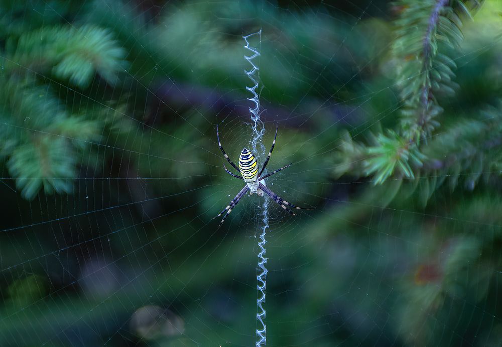 Photograph by Фёдор Зубчик