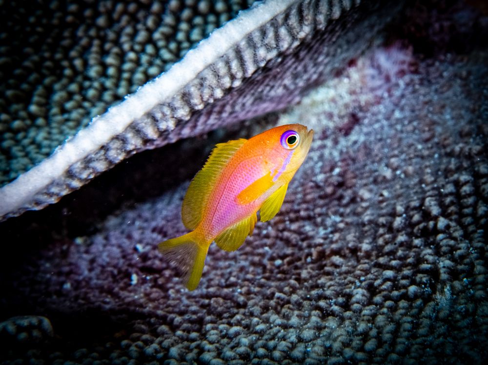 Photograph by Alexander Plakida