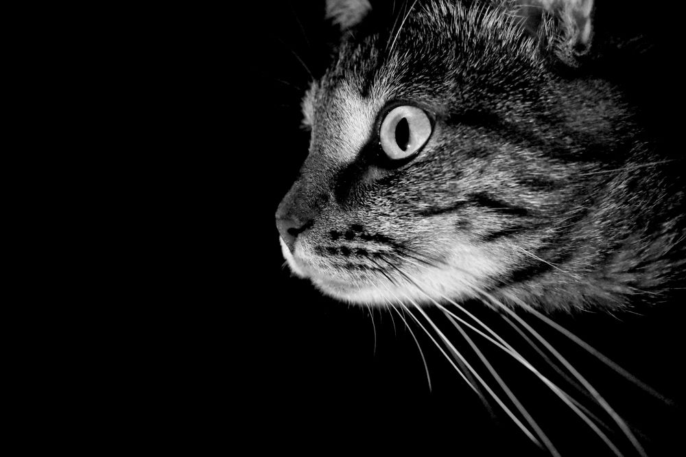 Портрет кота