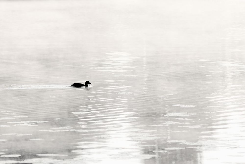 Photograph by Елена Потемина